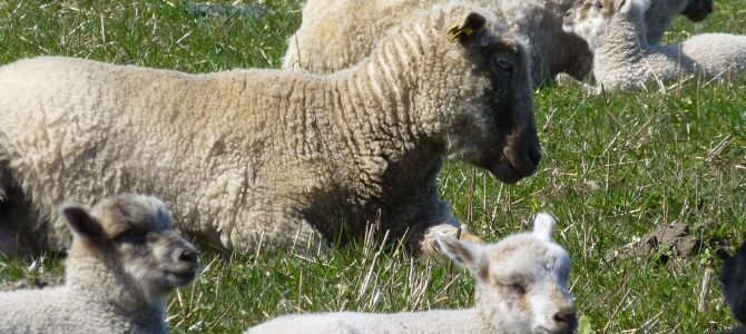 Lanolin behandling og vask